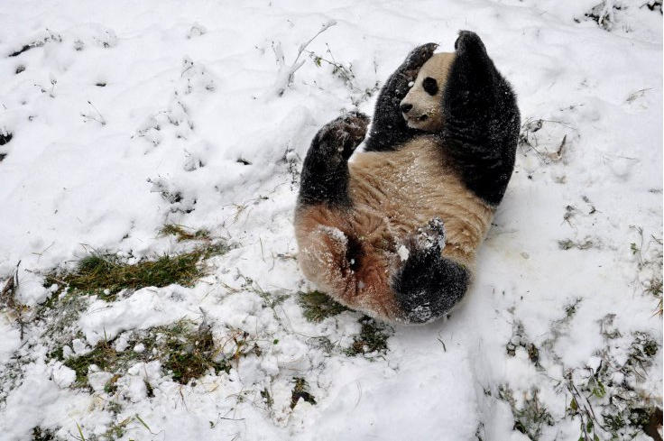 Dec. 16, 2013. A giant panda plays in the snow at a zoo in Kunming, Yunnan province, China.